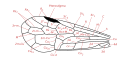 English: Hymenoptera front wing venulation in according to interpretation by Herbert H. Ross (1936). A legend is available at it:Hymenoptera Italiano: Venatura dell'ala anteriore di un Imenottero secondo l'interpretazione di H.H. Ross (1936).
