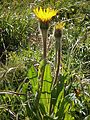 Hypochaeris uniflora