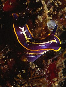 Hypselodoris fontandraui (Прувот-Фоль, 1951) 2.jpg