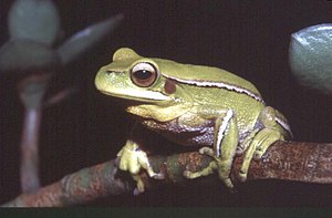 Hypsiboas prasinus.jpg