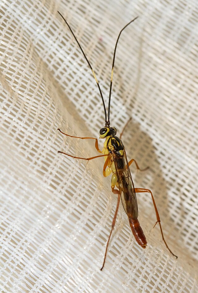 Yellow and black flying insect lacking an ovipositor...  male Ichneumonid Wasp