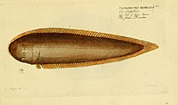 Ichthyologie; ou, Histoire naturelle des poissons (Plate 188) (7064508315).jpg