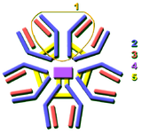 La immunoglobulina M.