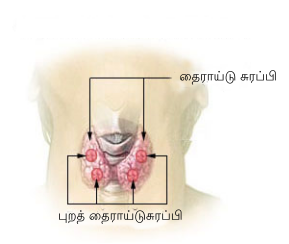 File:Illu thyroid parathyroid-ta.svg