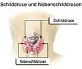 Vorschaubild für Hypothyreose