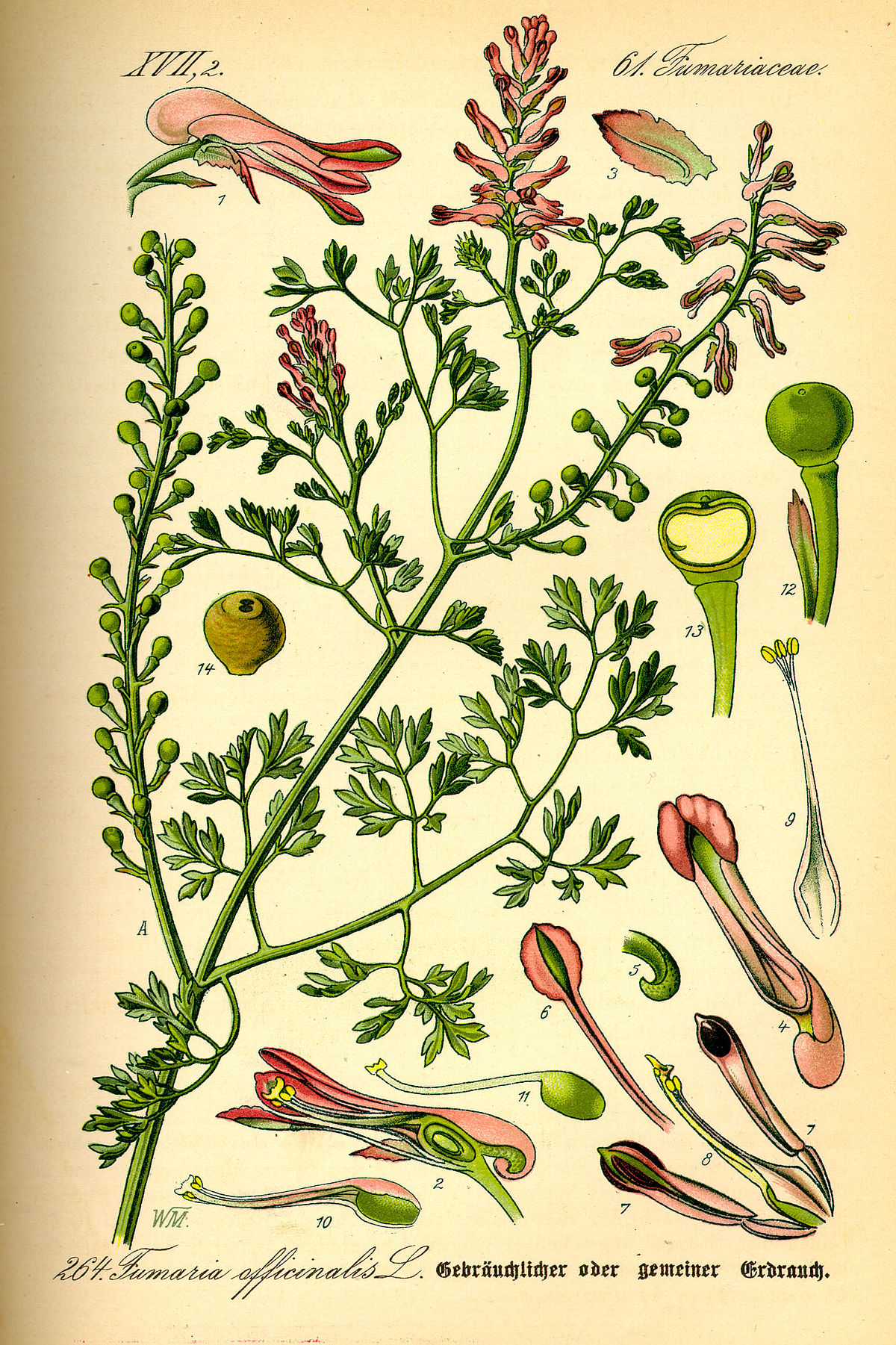 Illustration Fumaria officinalis0.jpg