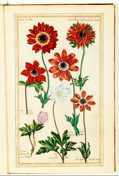 File:Illustrations de Le Jardin du très chrestien Henry IV.f04.jpg