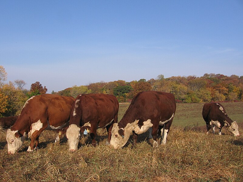 File:Img polled Herefords grazing Fall Grazing Herefords.JPG