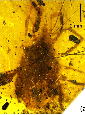 File:Immensmaris chewbaccei Fig1 A.tif