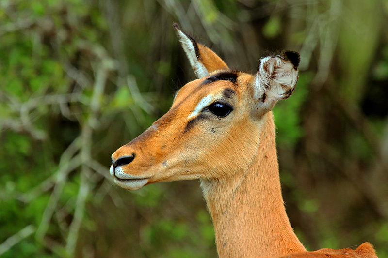 File:Impala (Aepyceros melampus) female head.jpg