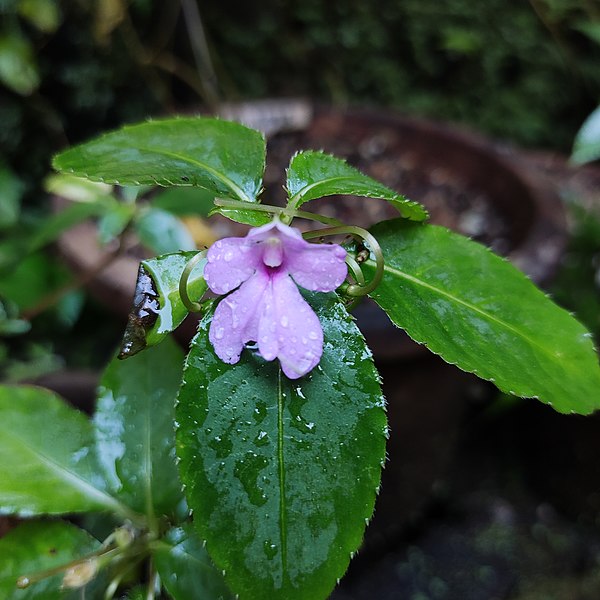 File:Impatiens talboti.jpg