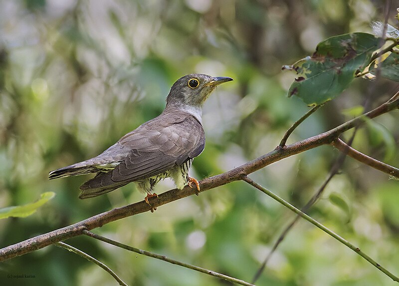 File:Indian Cuckoo1.jpg