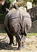 Indisches Panzernashorn (Rhinoceros unicornis), Tierpark Hellabrunn, München