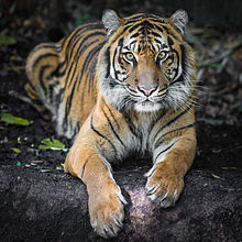 Indrah the Sumatran Tiger.jpg