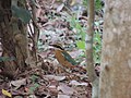 Indian Pitta spotted in കുമ്പനാട് Pathanathitta District in India.