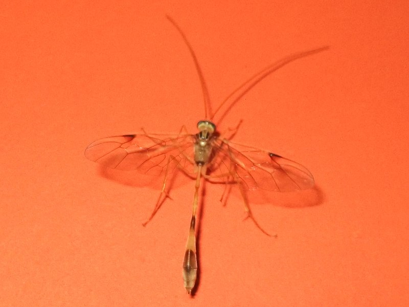 File:Insects-7-yercaud-salem-India (cropped).jpg