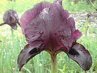 flower from Israel - Iris atropurpurea