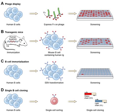 monoclonal antibody antibodies isolate approaches