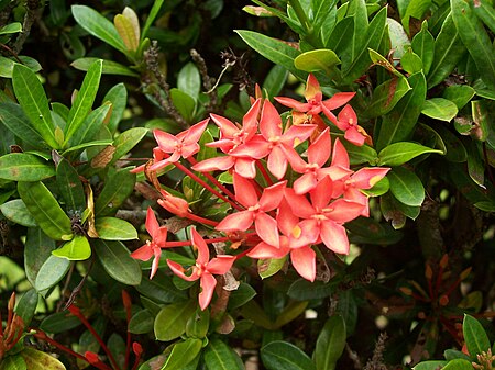 Tập_tin:Ixora_javanica.jpg