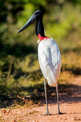 Mycteria Jabiru