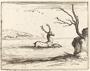 Stag in the Water