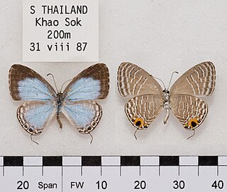 <i>Jamides abdul</i> Species of butterfly