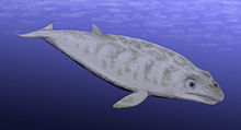 Restoration of Janjucetus Janjucetus BW (mirrored).jpg