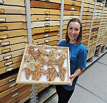 Bohart Museum staff member displays drawer containing Attacus atlas moths Jessica Holding Drawer.jpg