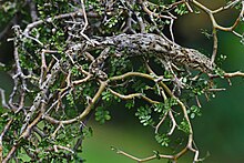 Jewelled gecko BPmale.jpg