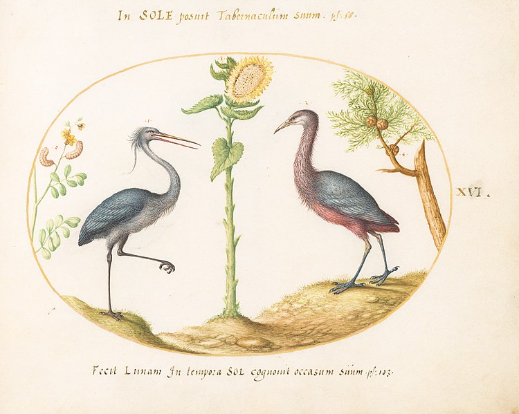 File:Joris Hoefnagel, Animalia Volatilia et Amphibia (Aier) - Plate XVI, c. 1575-1580, NGA 69892.jpg