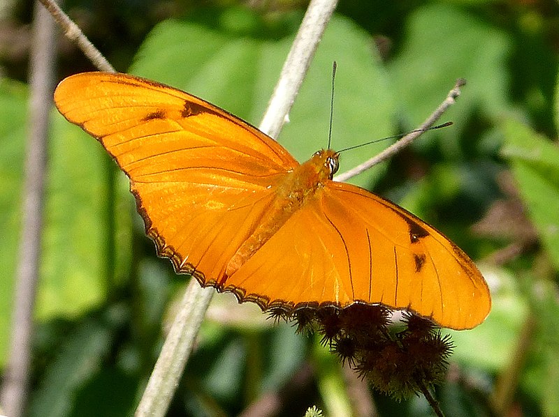 File:Julia Longwing. Julia dryas. - Flickr - gailhampshire.jpg