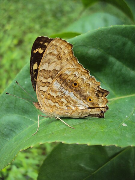 File:Junonia lemonias Linnaeus, 1758 – Lemon Pansy at Peravoor (9).jpg