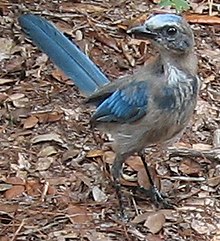 Florida Scrub-Jay Identification, All About Birds, Cornell Lab of  Ornithology