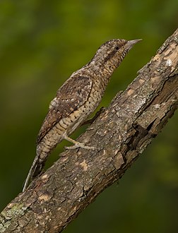 Torcicolo-euroasiático (Jynx torquilla), parque natural nacional Velykyi Luh, região de Zaporíjia, Ucrânia (definição 2 121 × 2 781)