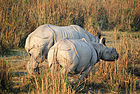 Kaziranga National Park, Assam, India.