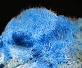 Blue fur-like mass of acicular crystals of the Copper-Aluminium mineral Khaidarkanite, named for type locality Khaidarkan (a.k.a. Aydarken)[8]