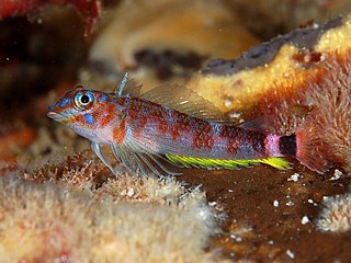 <i>Enneapterygius senoui</i> species of fish