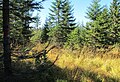 Čeština: Přírodní rezervace Klikvová louka nedaleko Bedřichova v Jizerských horách, okres Jablonec nad Nisou, ČR English: Nature reserve Klikvová louka near Bedřichov in Jizera Mountains, Jablonec nad Nisou District in Czech Republic