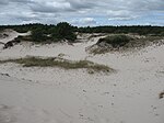 Sanddyner i Mälarhusen i sydöstra Skåne, på vilka det börjat växa.