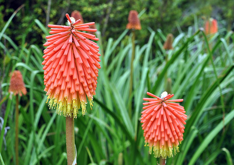 File:Kniphofia galpinii.jpg