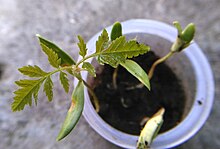 Cotyledons of seedlings of Koelreuteria. One plant shows the first new leaves above its cotyledons, and the rest show various younger stages of emerging cotyledons. Koelreuteria paniculata - cotyledons and first true leaves, 2.jpg