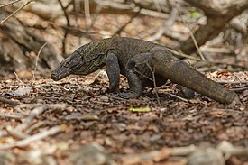 Komodo dragon (Varanus komodoensis) on Pulau Rindja - Indonesia 16