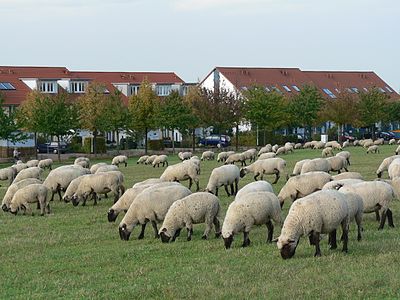 עדר כבשים בהנובר