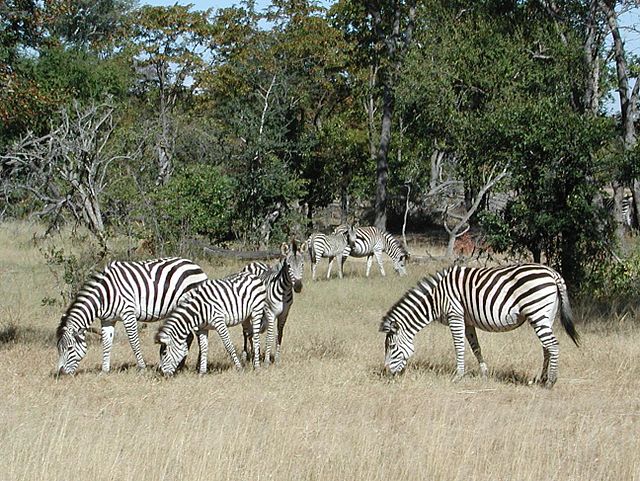 File:L15zebras.jpg