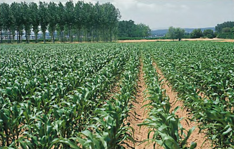 File:LPCC-808-Plantes de blat de moro en creixement.jpg