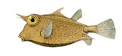 Riba-kutija ima ploče od okoštale kože spojene zajedno da formiraju čvrstu školjku.