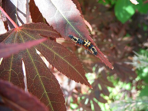 Ladybug larvaes (Coccinellidae sp.) on Maple leaf plant 1