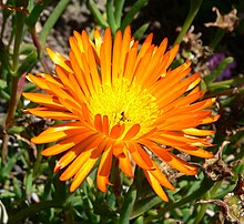 Lampranthus glaukoides 3.jpg