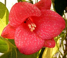 Lapageria rosea - Wikipedia, la enciclopedia libre