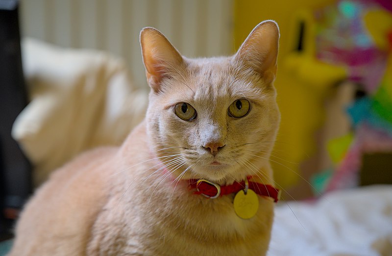 File:Larry the cat sitting on a bed (DSC 0010).jpg